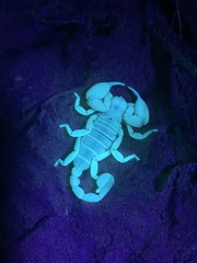 Anuroctonus phaiodactylus