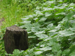 Didymodoxa capensis capensis