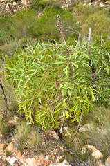 Cussonia paniculata