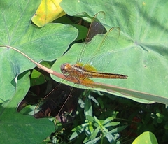 Crocothemis servilia