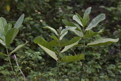 Calotropis gigantea