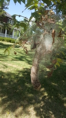 Araneae