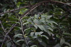 Magnoliopsida