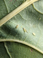 Eucallipterus tiliae