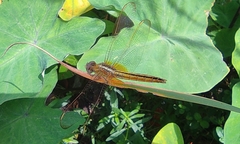 Crocothemis servilia