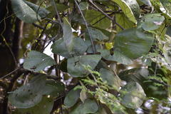 Butea monosperma