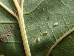 Eucallipterus tiliae