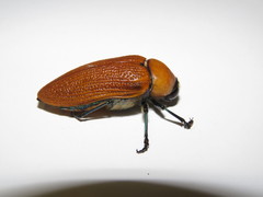 Julodimorpha saundersii