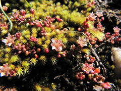 Crassula minuta
