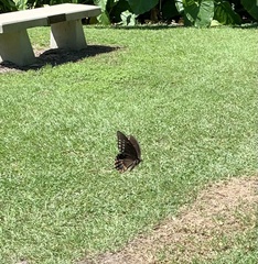 Papilio troilus image