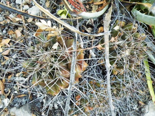 Thelocactus conothelos