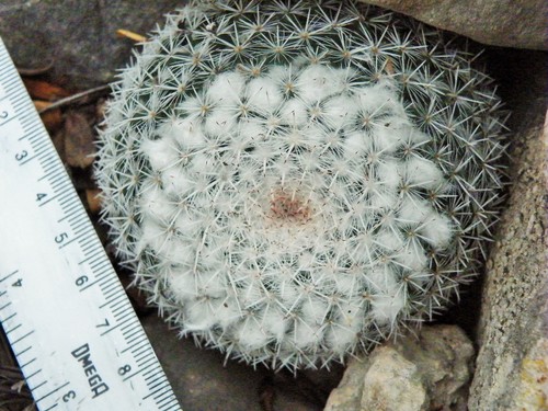 Image of Mammillaria geminispina by (c) amantedarmanin, some rights reserved (CC BY)