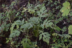 Parthenium hysterophorus