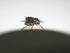 Catasarcus spinipennis