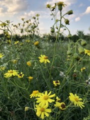 Senecio inaequidens