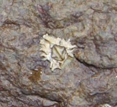 Chthamalus dentatus