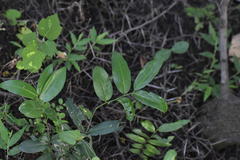 Zanthoxylum nitidum