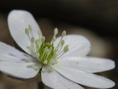 Hepatica acutiloba
