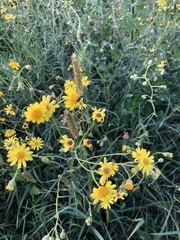 Senecio inaequidens