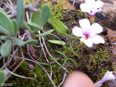 Oxalis pusilla