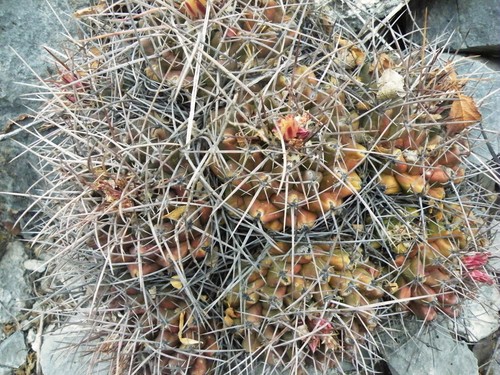 Thelocactus conothelos