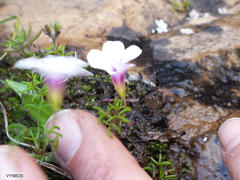 Oxalis pusilla