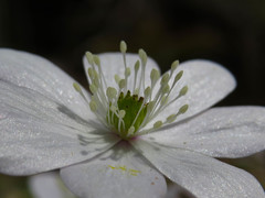 Hepatica acutiloba