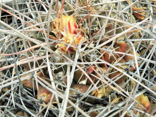 Thelocactus conothelos