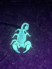 Anuroctonus phaiodactylus