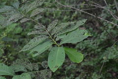 Bridelia retusa
