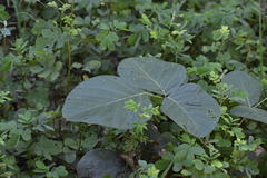 Butea monosperma