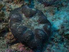Lobophyllia hataii