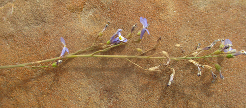 Lobelia erinus image