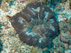 Lobophyllia hataii
