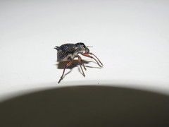 Catasarcus spinipennis