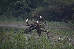 Nycticorax nycticorax