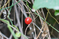 Solanum triquetrum