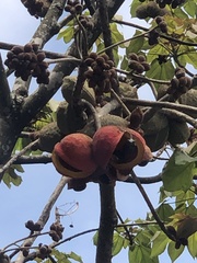 Sterculia curiosa
