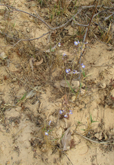 Lobelia erinus image