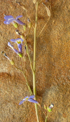 Lobelia erinus image