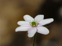 Hepatica acutiloba