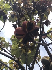 Sterculia curiosa