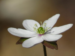 Hepatica acutiloba