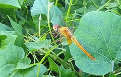 Crocothemis servilia