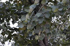 Butea monosperma