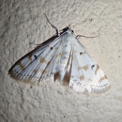 Pycnarmon