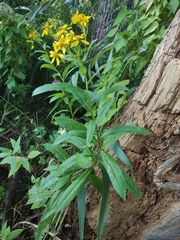 Senecio sarracenicus