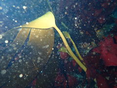 Laminaria pallida