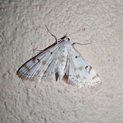 Pycnarmon