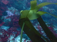 Laminaria pallida
